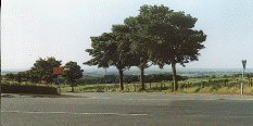 [tree and road junction]